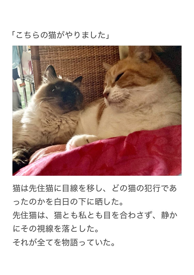 やーこ tweet media