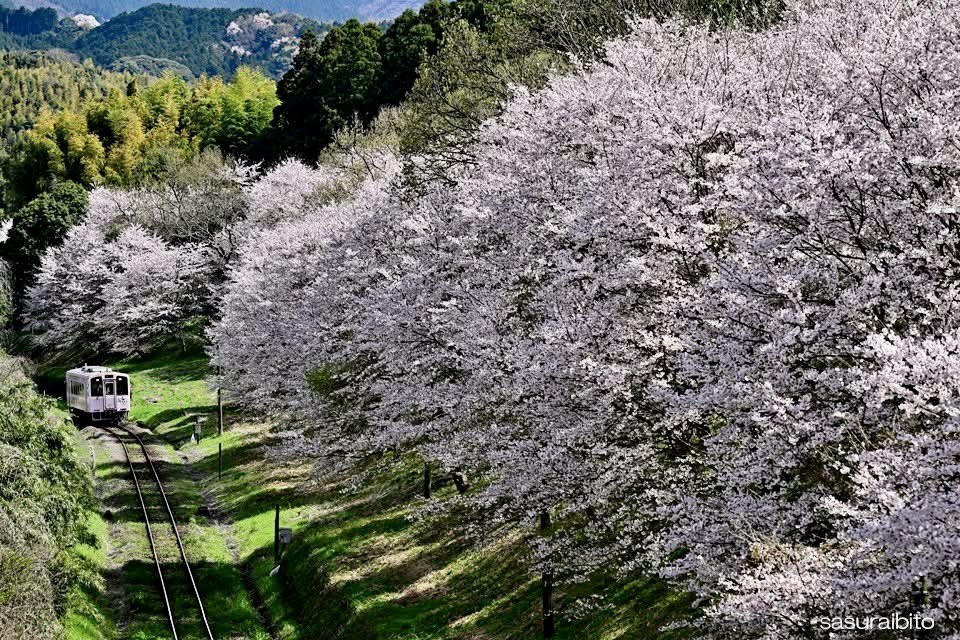 さすらいびと tweet media