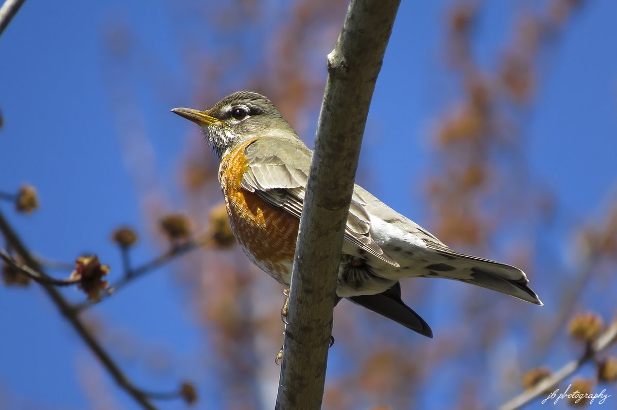 JB's Native Garden🦋 tweet media