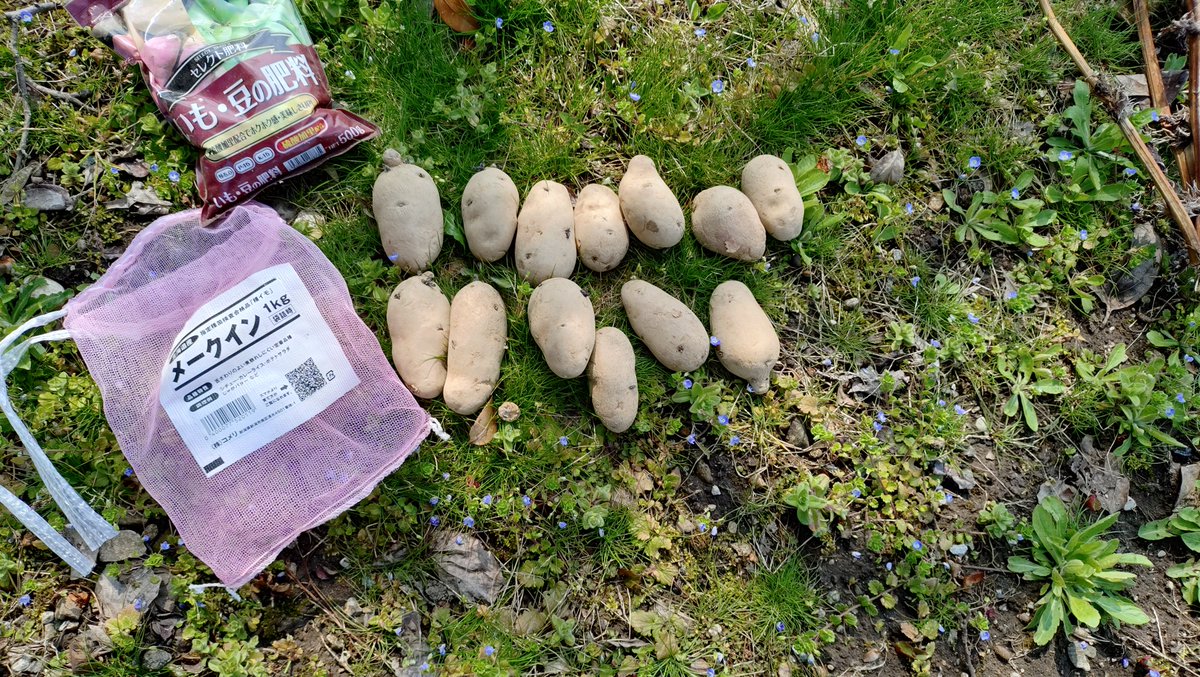 kabocha300's tweet photo. 🥔🥔🥔🥬 https://t.co/wQKNWy4jIi