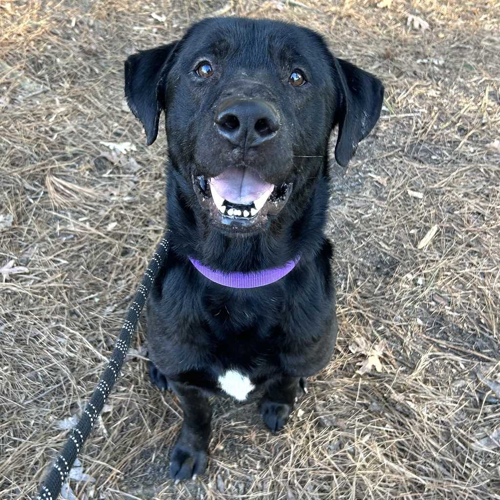 Looking to adopt a #lab ? Then come meet Jimmy Saturday March 29th from 1pm-4pm at <a href="/RaleighBrewing/">Raleigh Brewing Co.</a> 
facebook.com/events/1454970…

#AdoptDontBuy #RaleighNC #beer #adoption #savealife
