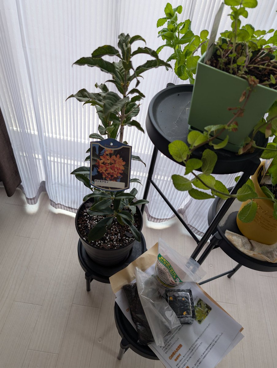 kentaisme's tweet photo. 金木犀育てれば自宅で花の香りを楽しめるライフハック https://t.co/OXdxHjH2nu