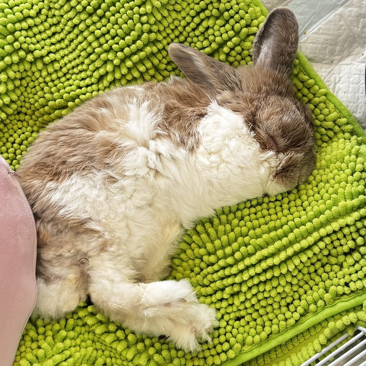 RabbitMore｛お返事ゆっくりです🙇‍♀️🐇🎨） tweet media