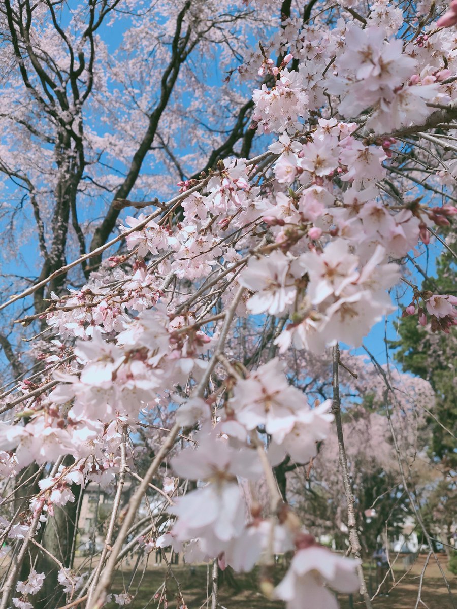 立川信行 | 合同会社RAISEEEE(レイジー) CEO tweet media