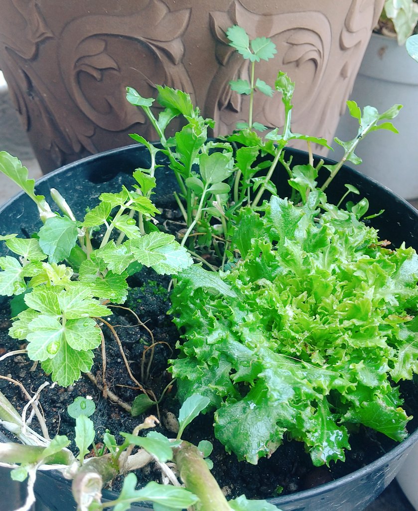 EMI 𖡼.𖤣𖥧 ⠜*´꒳`ฅ𖡼.𖤣𖥧 ⠜ tweet media