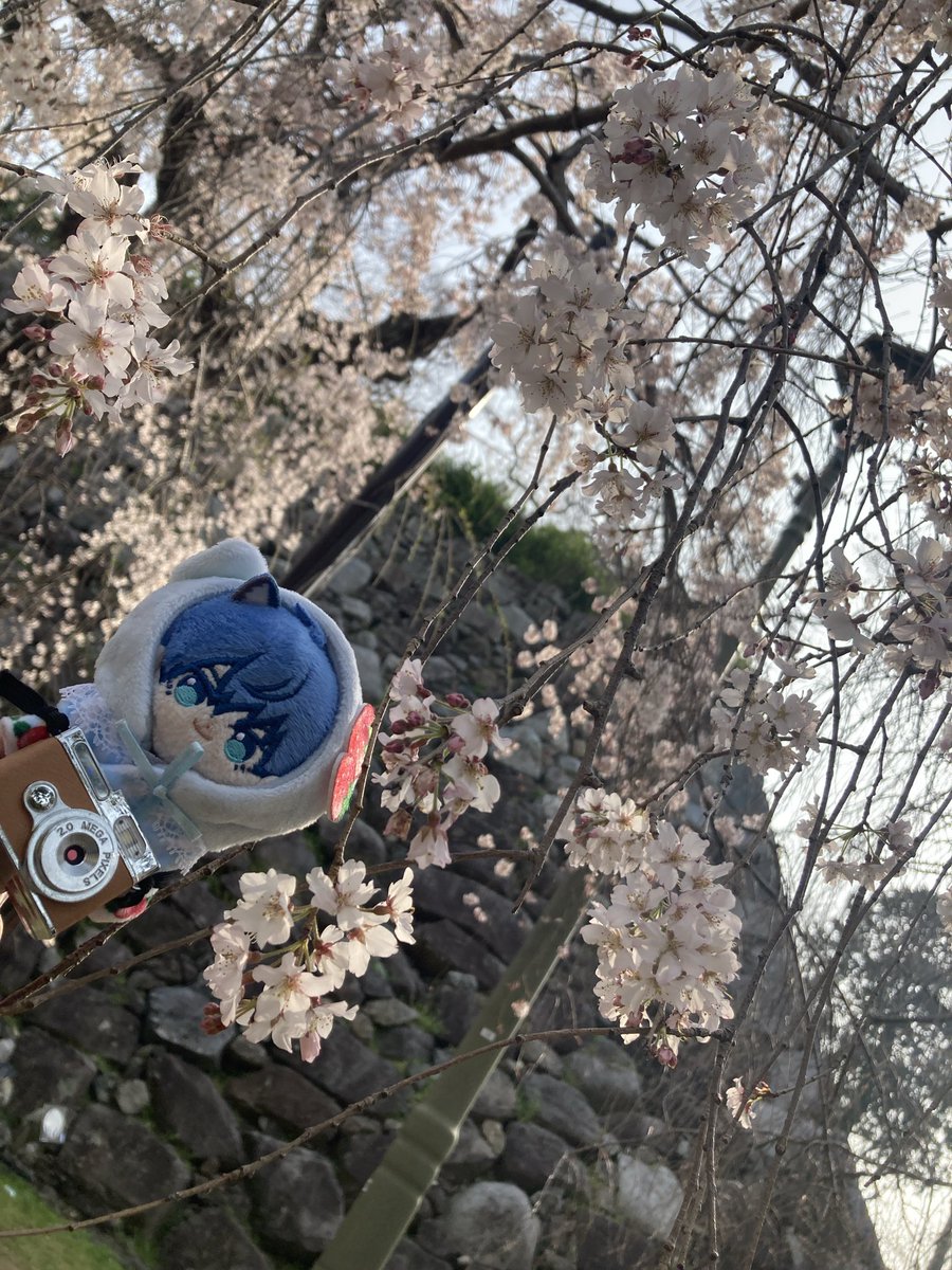 sebas_chang_sub's tweet photo. ほわしゅうと散歩 https://t.co/qyD25wxQh4