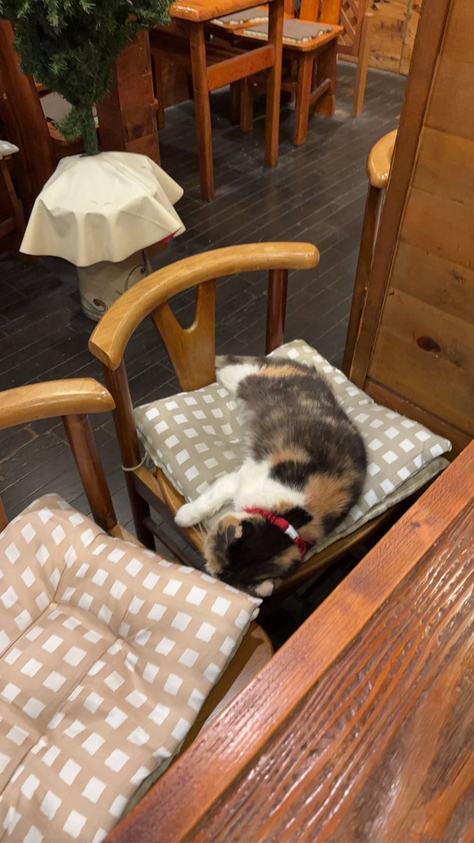 猫しかおらん喫茶店
お見事な茹で加減の玉子のついたモーニングをいただきました　ごちそうさま
（今日も芝居を見に来てるよ🙌）