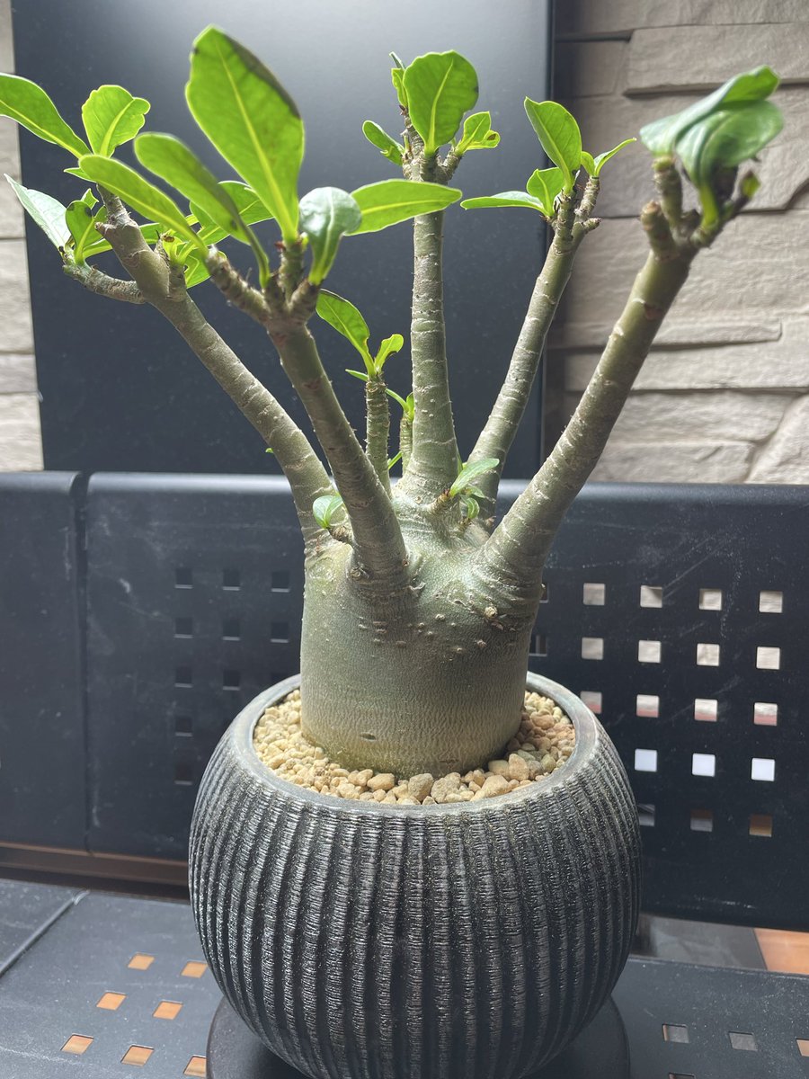 ポット tweet media