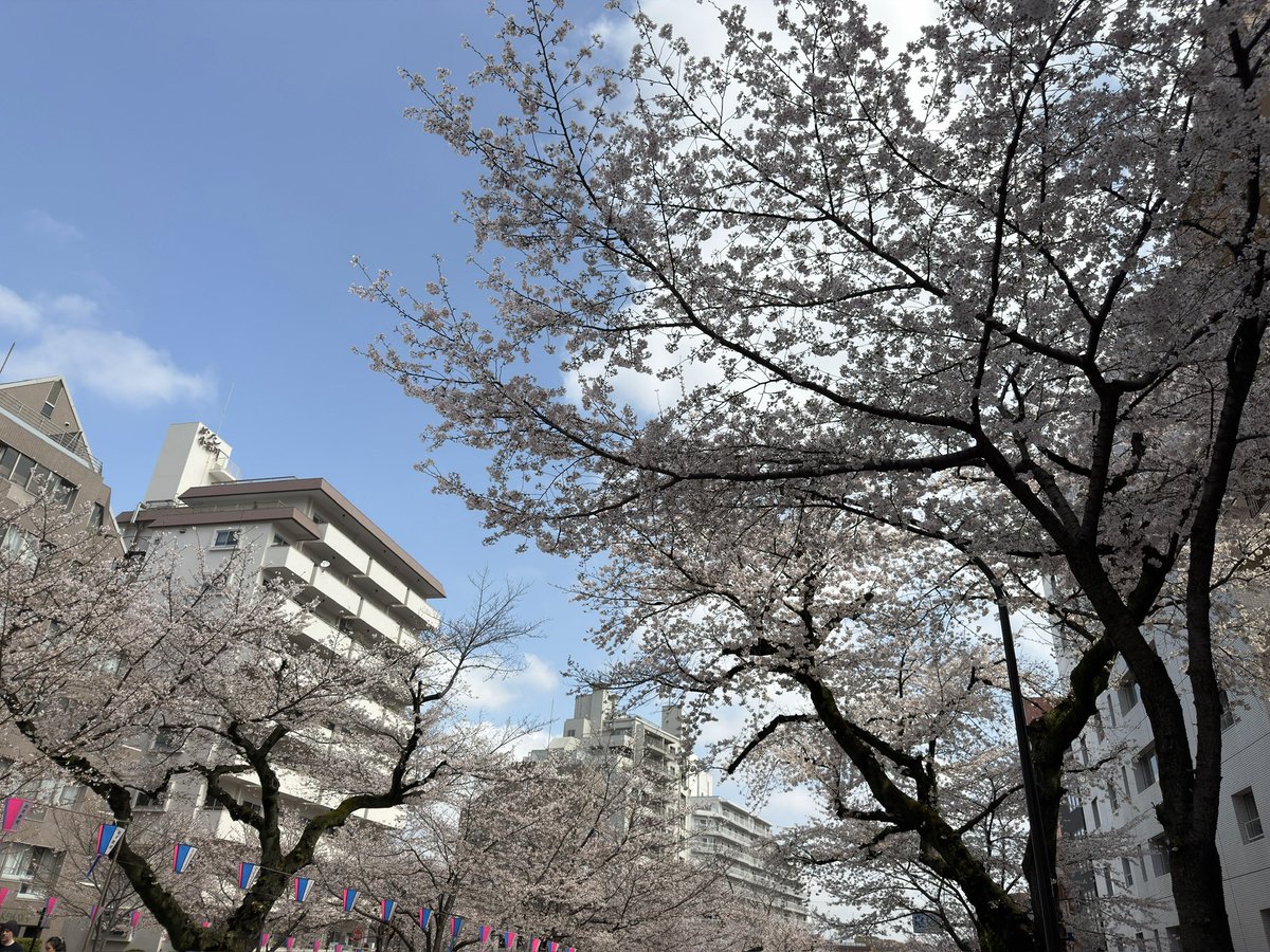文京花めぐり公式【文京区観光協会・文京区共催】開花情報も随時発信中❣️ tweet media