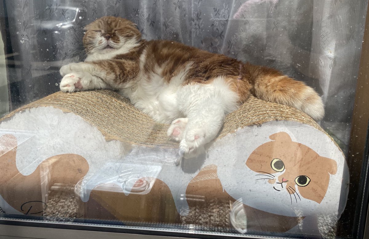 ぽんた師匠 tweet media