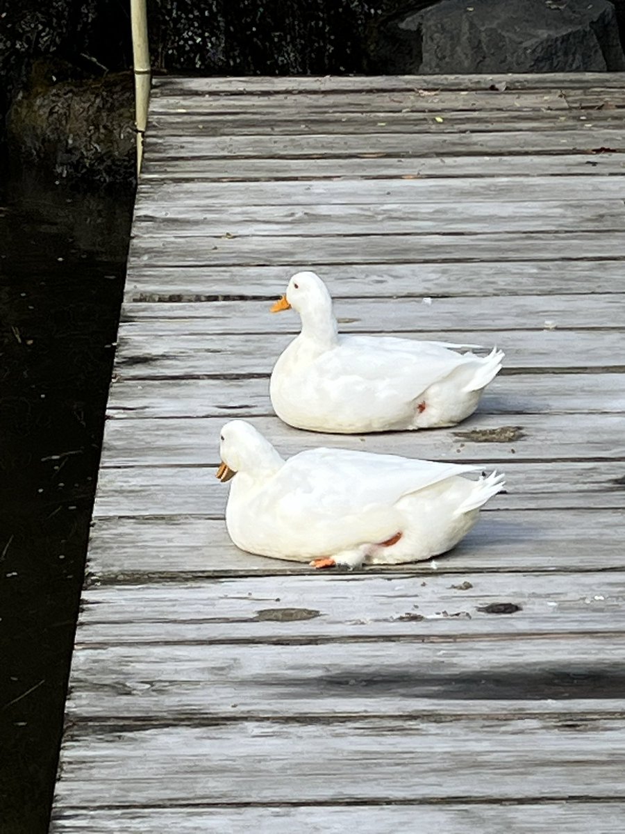 Moroo Jun tweet media