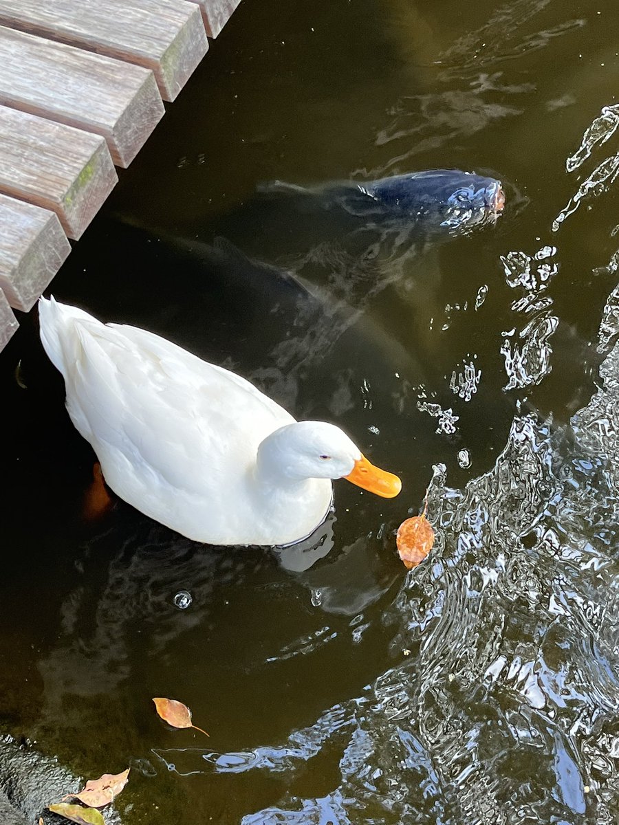 Moroo Jun tweet media