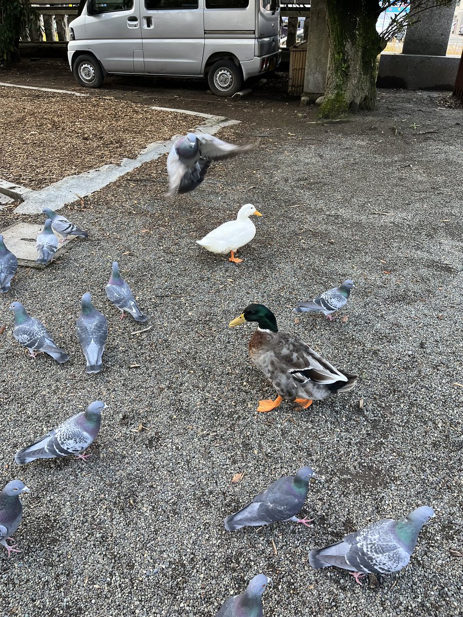 Moroo Jun tweet media