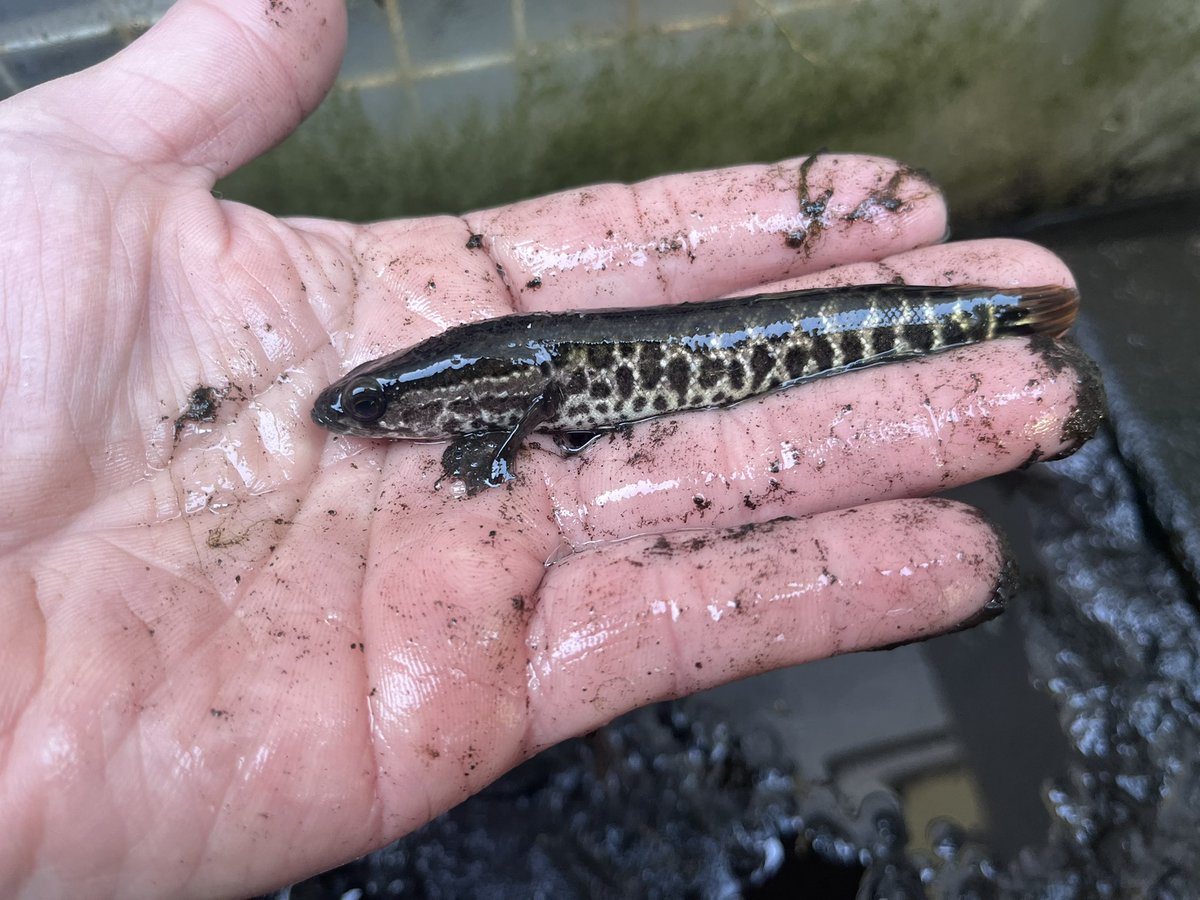 百🍀菱沼池潟 tweet media