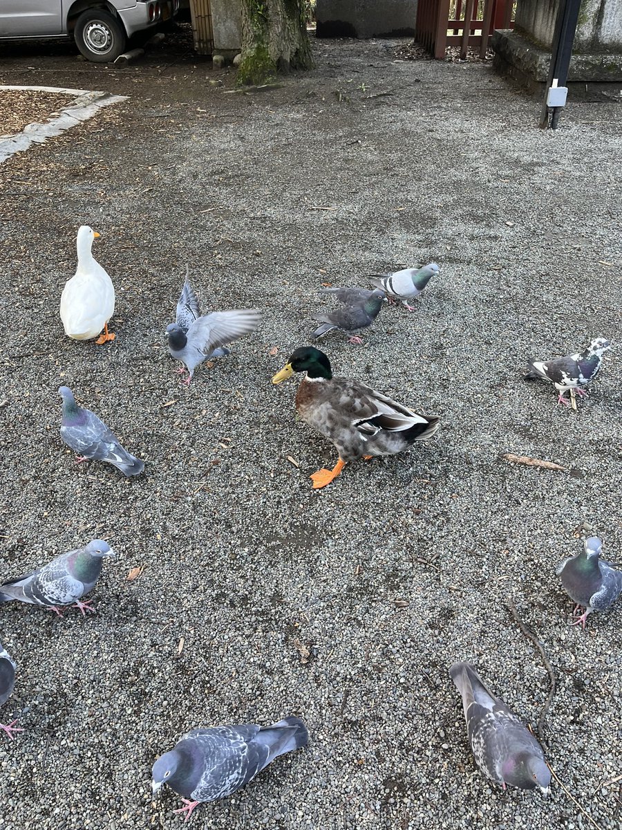 Moroo Jun tweet media