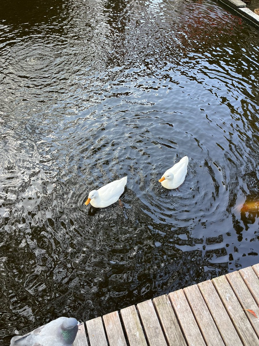 Moroo Jun tweet media