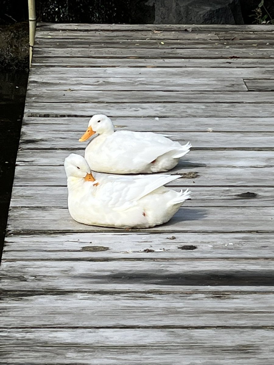 Moroo Jun tweet media