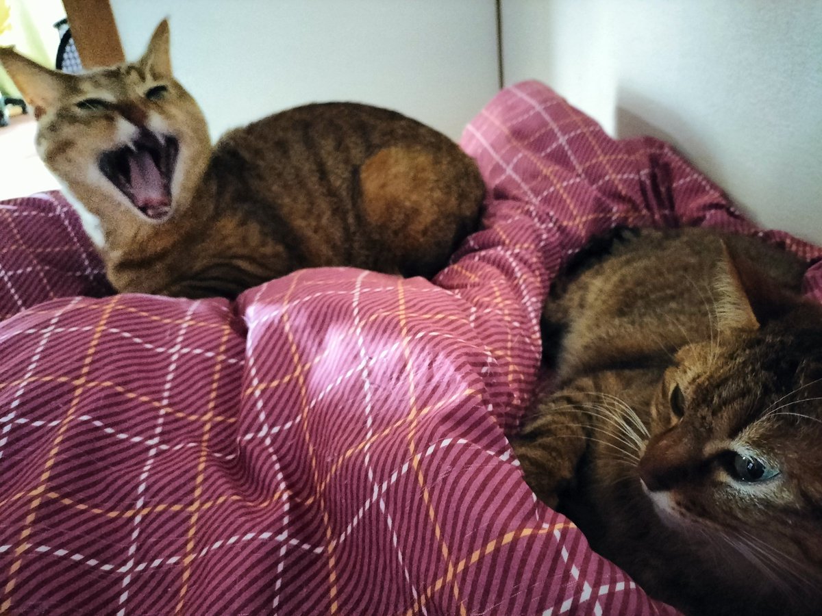 うさみんと🌱@かわいいうさたんVtuber tweet media