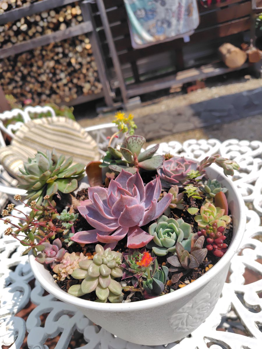 ラブリー😍トマト😍 tweet media