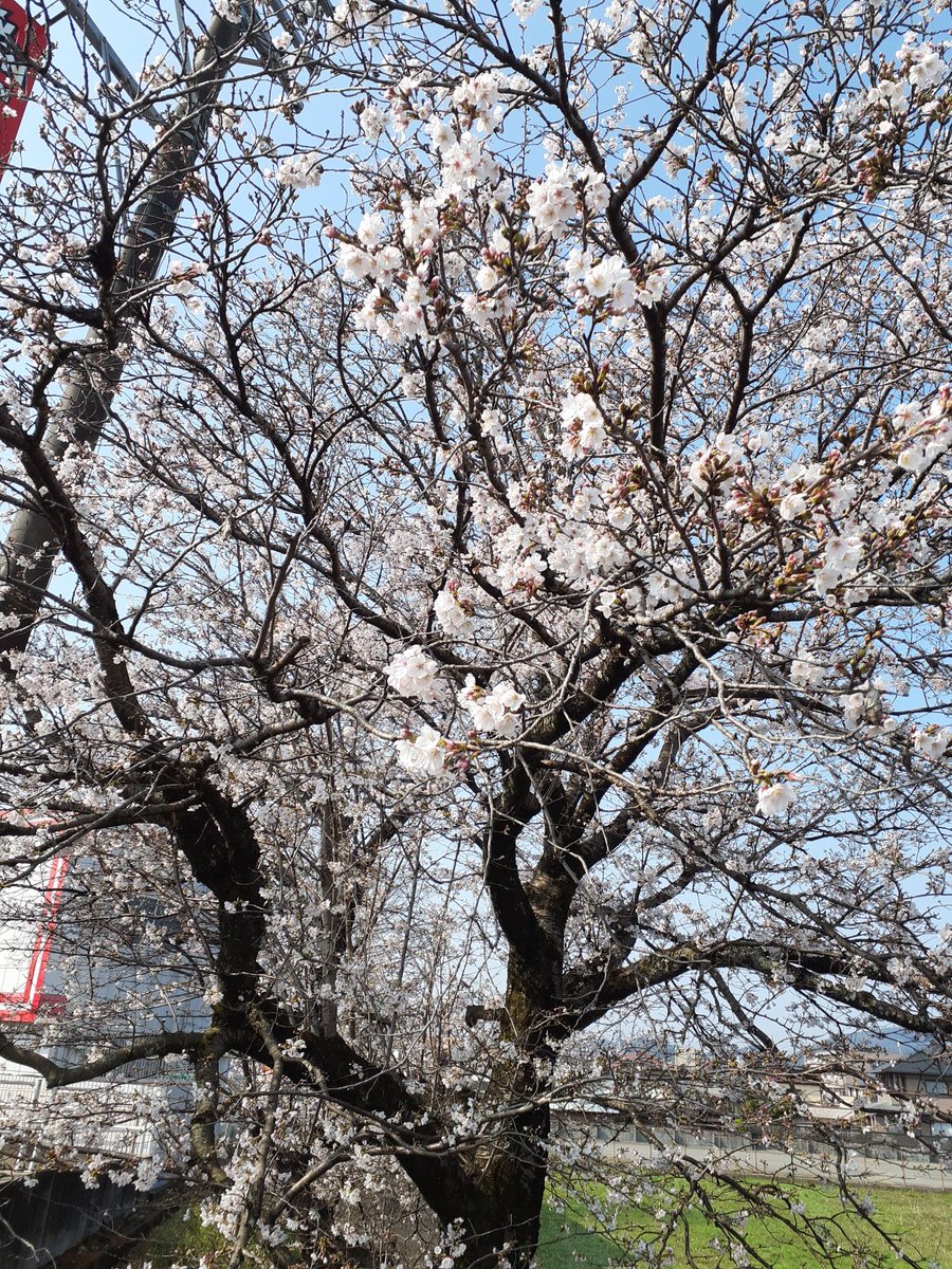 桜🌸を見たら思い出しました
