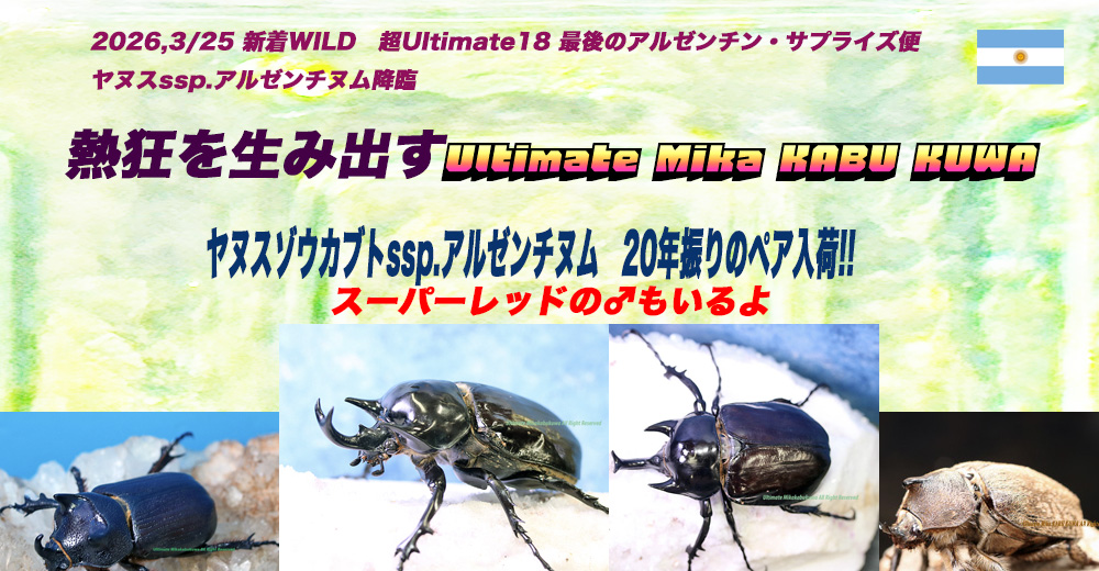 アルティメットミカカブクワ tweet media