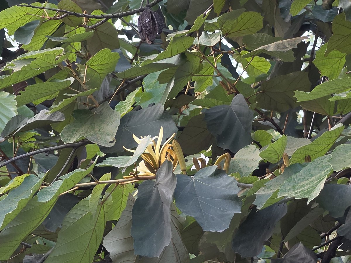 DrAmbrishMithal's tweet photo. #Spring spectacle in #Delhi!
Kanak Champa with its large, flat leaves (used as plates for food)
Golden- white blooms (hence "kanak") -last for a very short period. Native beauty! 🌿
#KanakChampa #vasantkunj #Delhitrees
@delhitrees @rameshpandeyifs https://t.co/WRm7OlfjW3