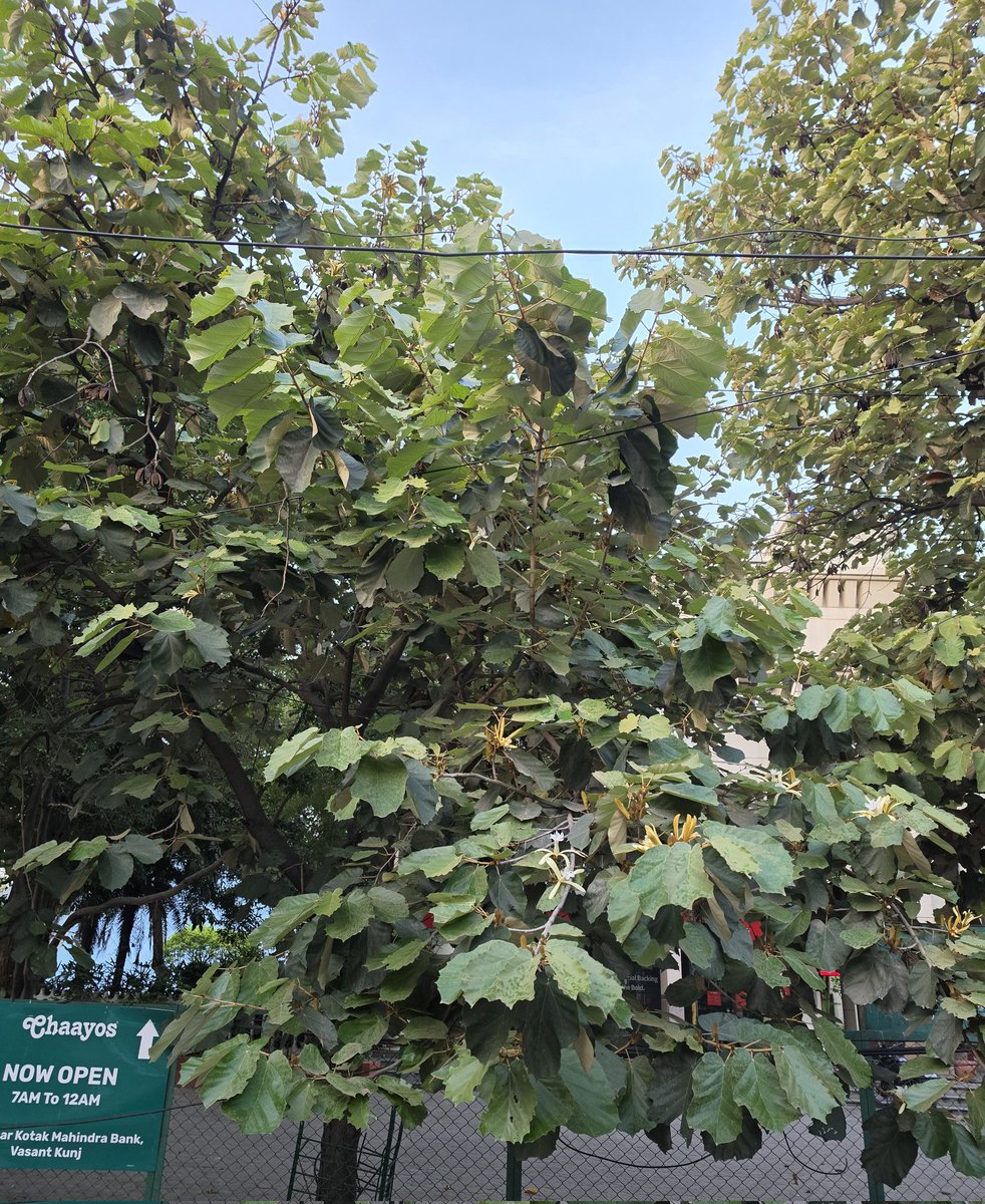 DrAmbrishMithal's tweet photo. #Spring spectacle in #Delhi!
Kanak Champa with its large, flat leaves (used as plates for food)
Golden- white blooms (hence "kanak") -last for a very short period. Native beauty! 🌿
#KanakChampa #vasantkunj #Delhitrees
@delhitrees @rameshpandeyifs https://t.co/WRm7OlfjW3
