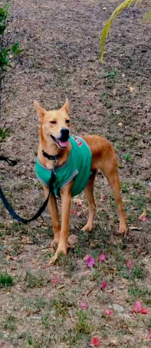 PerroUsuario Wof '•' tweet media