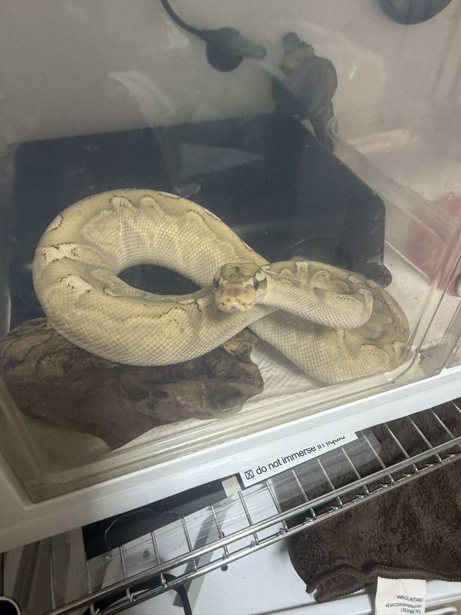 るなめろ tweet media