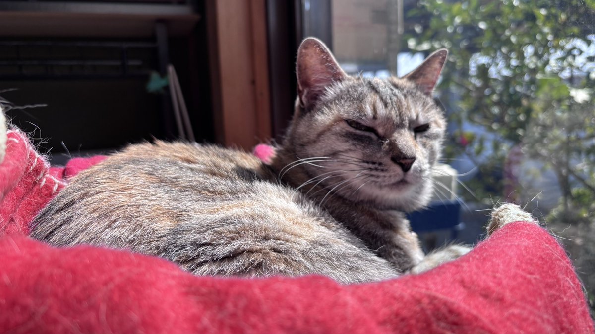 トレボーハイヤー tweet media