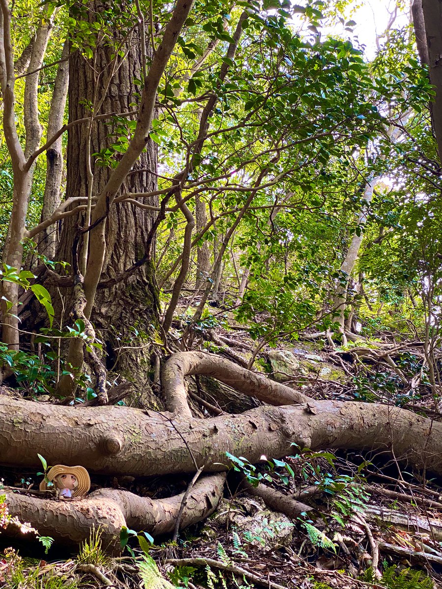 ままならないね tweet media