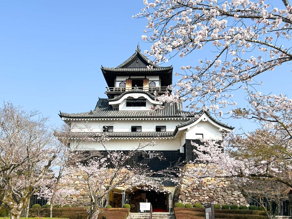 わん丸君 tweet media