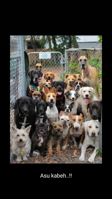 Josh Ratu ⭐⭐⭐ tweet media