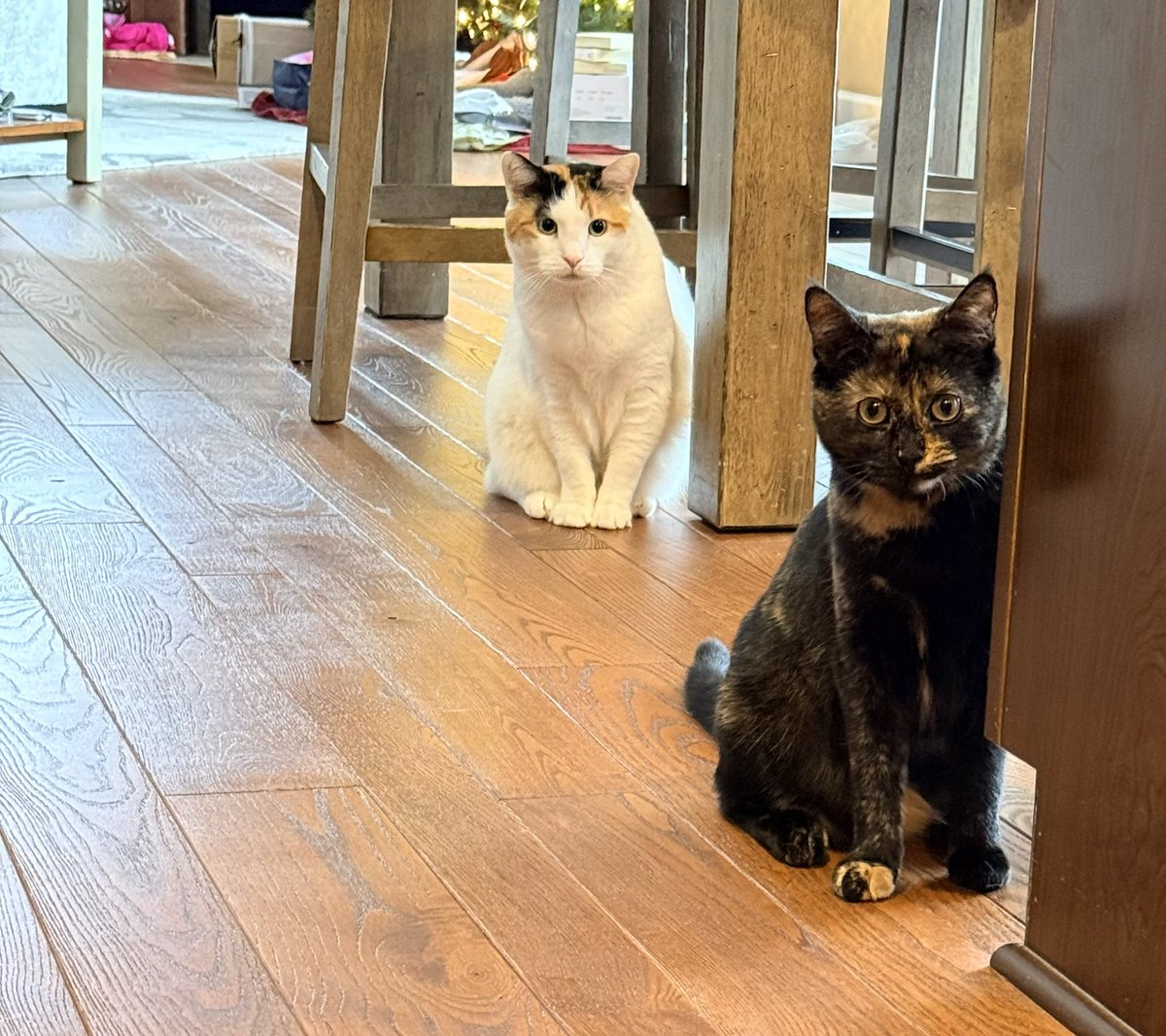 murphyfanpage34's tweet photo. Today is phoebe’s first birthday, everybody say happy birthday Phoebe. 
Only doing this because I’m your long distance brother I’m not sure if I like you https://t.co/3xW60cuucj