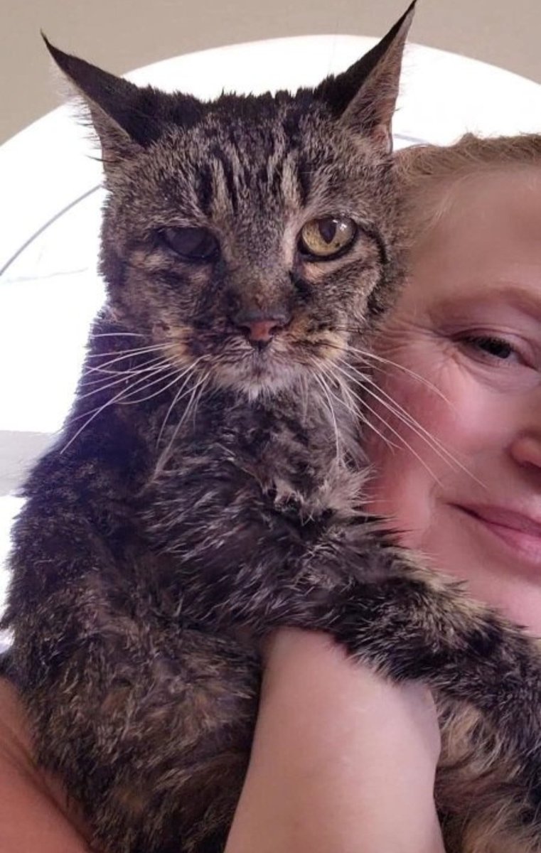 Alyza Malik tweet media