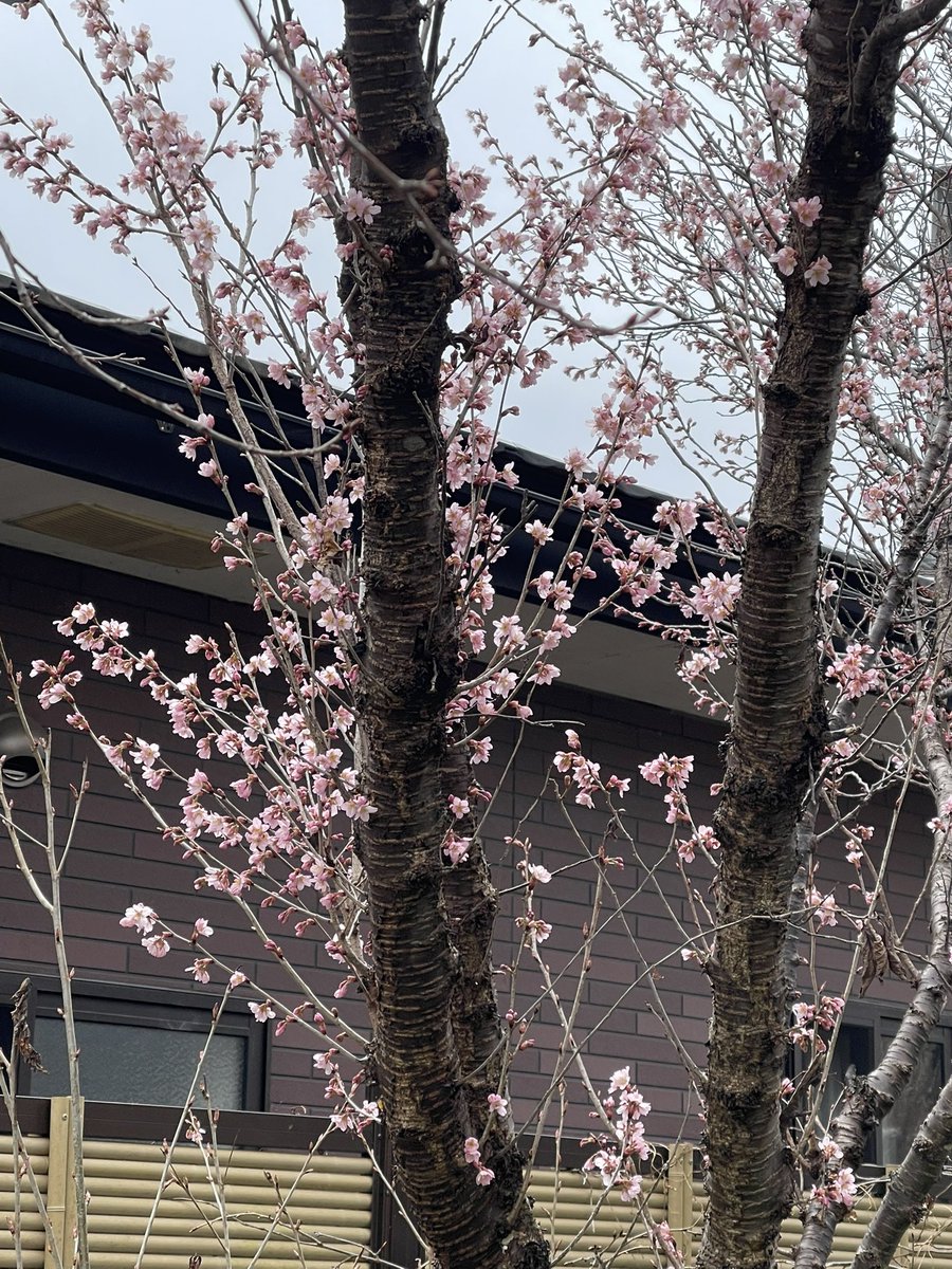 山田シンディー tweet media