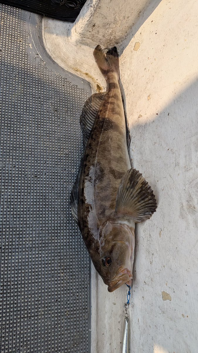 まきぽよ tweet media