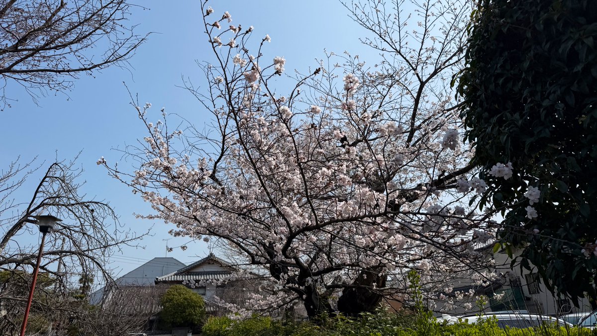 逃げドラ tweet media