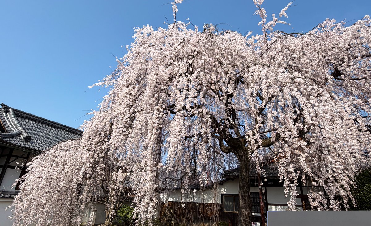 逃げドラ tweet media