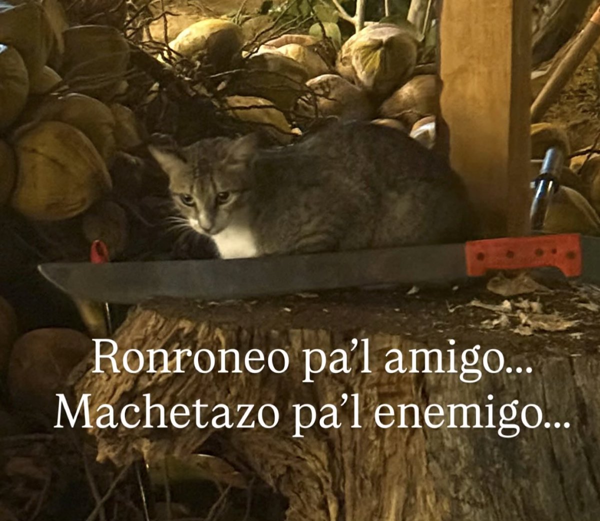 Dilo con gatitoz tweet media