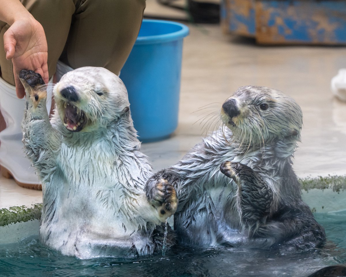 スコンブ3rd tweet media