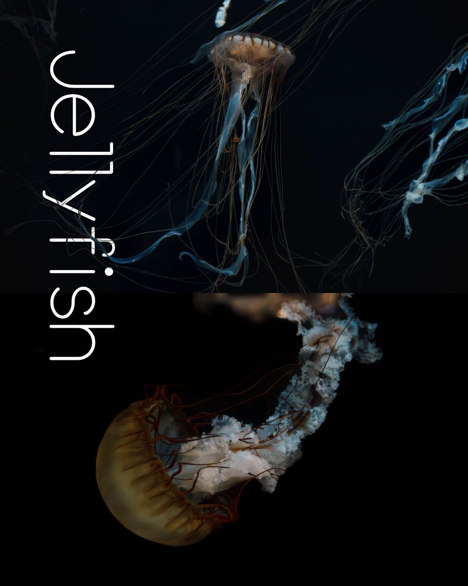 kikkakelab's tweet photo. クラゲ、ずっと見てられる🪼

📍 八景島シーパラダイス, Yokohama
🎞 Sony a7IV / FE 24-105mm F4 G SS

#クラゲ #jellyfish #八景島 #水族館 #Sonya7iv https://t.co/ewhz0TdNn9