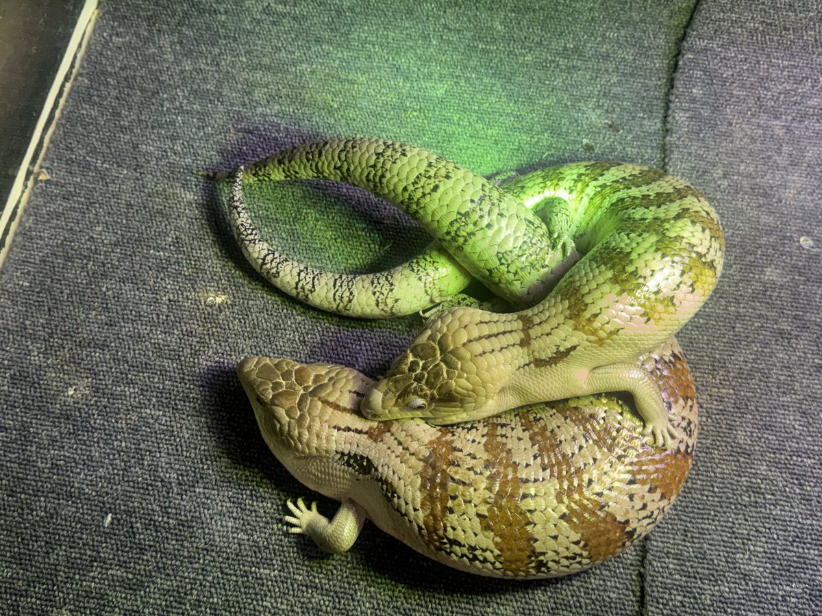 🍺こう🦎🍻🍢 tweet media