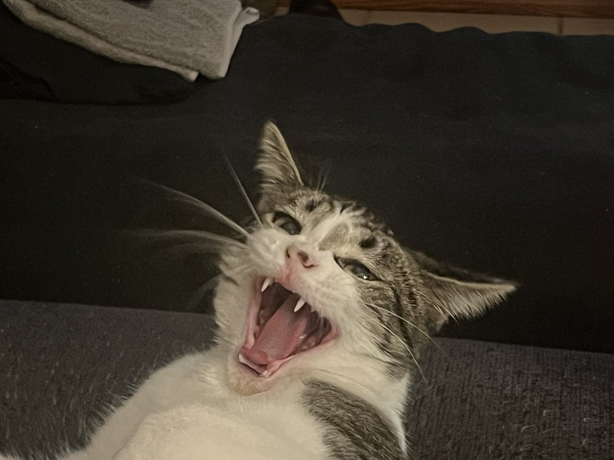 Lizzie the cat tweet media