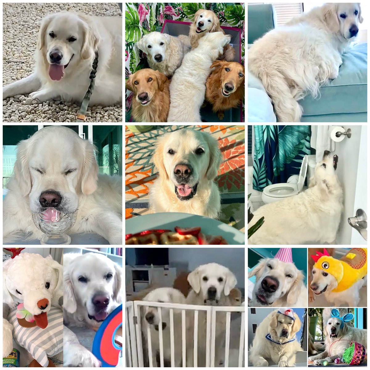 VoodsFoods 🤍🥫🧻 tweet media