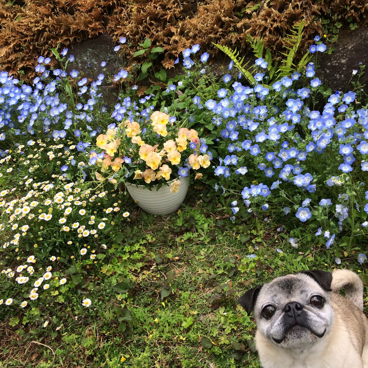 よしこ【5/24デザフェスB-438】 tweet media