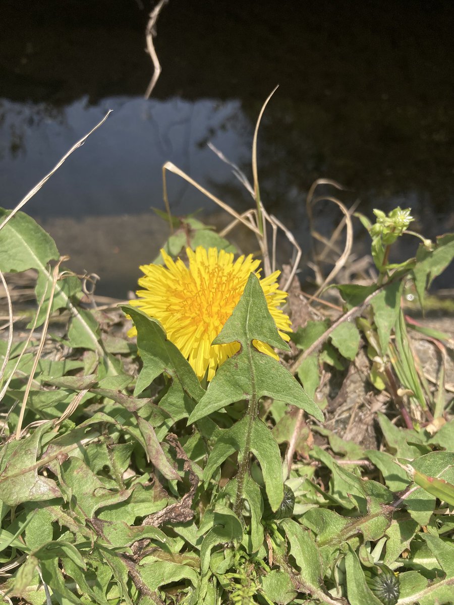 ほしこたえ tweet media