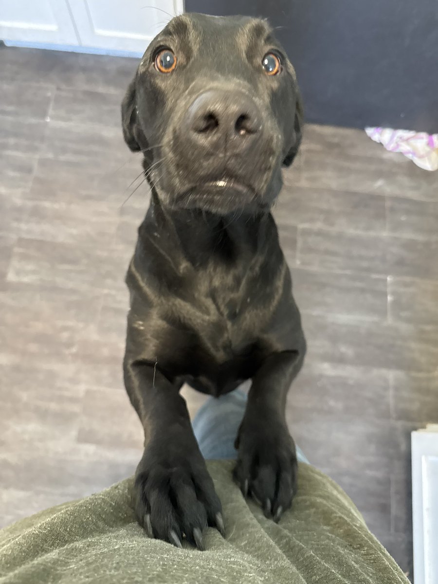 Craig McLaughlin tweet media