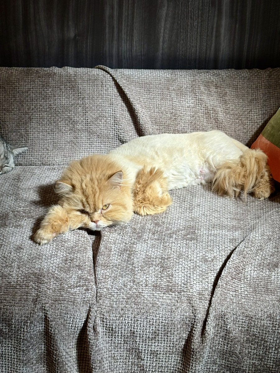 ウリエル里親募集 tweet media