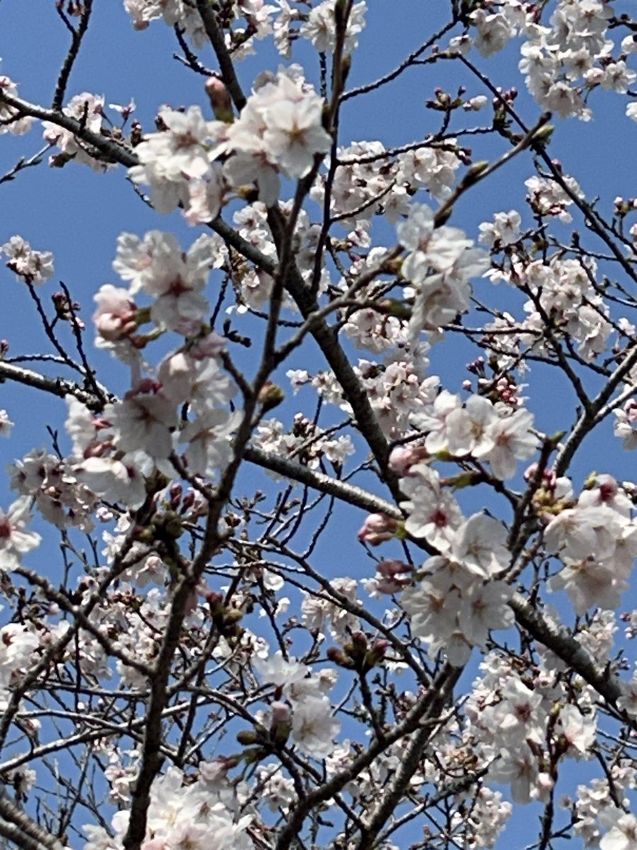 ひろぼん tweet media